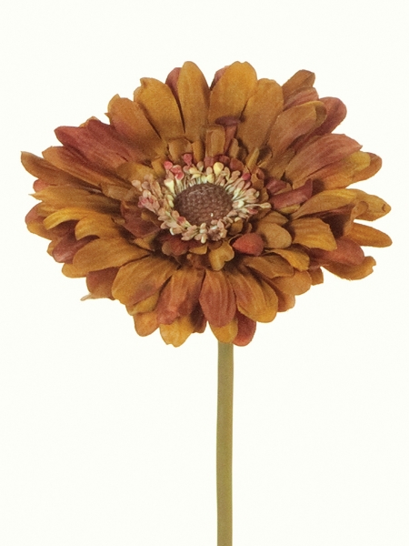 Picture of GERBERA DAISY