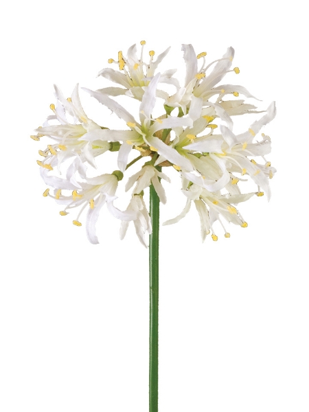 Picture of NERINE LILY SPRAY