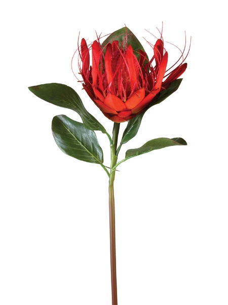 Picture of 24" MAIZE PROTEA SPRAY