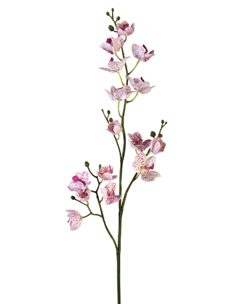 Picture of 36" STAR PHALAENOPSIS SPRAY