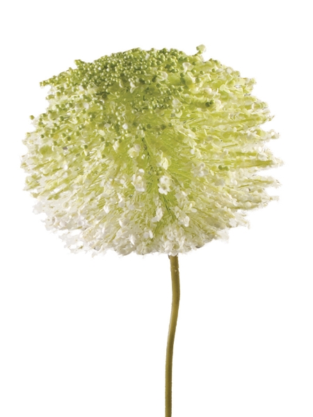 Picture of 44" Foxtail Lily Ball