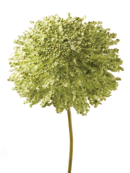 Picture of 44" Foxtail Lily Ball