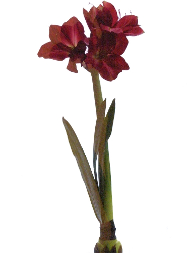 Picture of AMARYLLIS W/SM. BULB 3F,2B