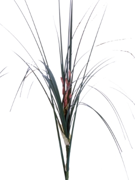 Picture of 17" PVC ONION GRASS+8" STEM
