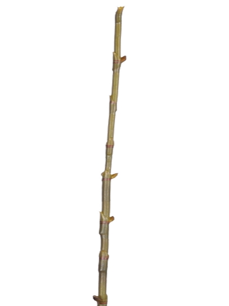 Picture of 40" BAMBOO