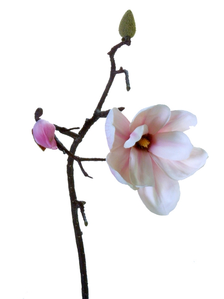 Picture of 29"SAUCER MAGNOLIA SPRAY S