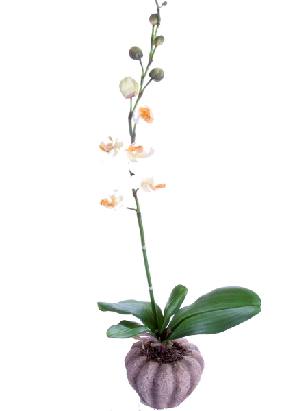 Picture of 22" SM PHALAENOPSIS-POTTED