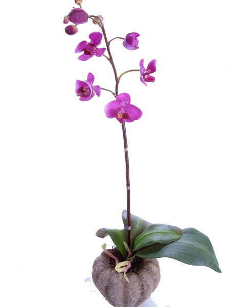 Picture of 22" SM PHALAENOPSIS-POTTED