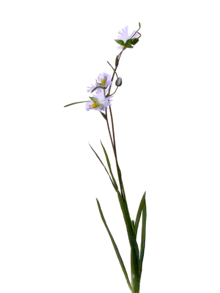 Picture of 28" EGRET ORCHID SPRAY LG