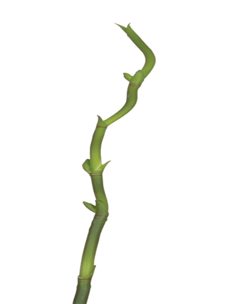 Picture of BAMBOO STEM-GREEN