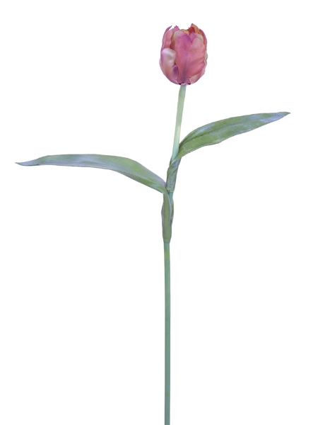 Picture of SM DOUBLE TULIP - AE