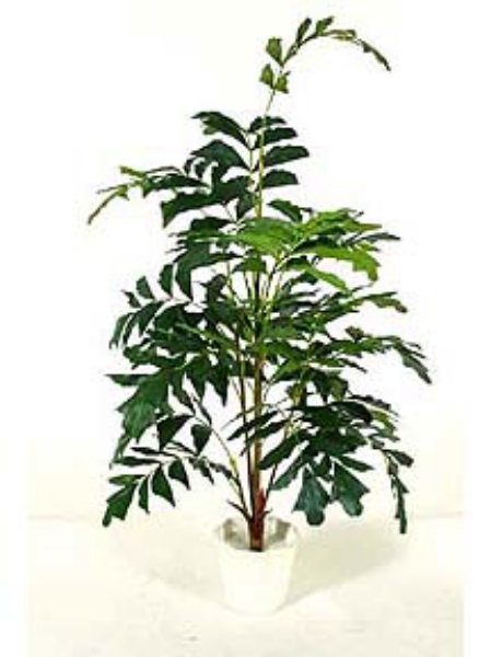 Picture of 5' FISH TAIL TREE X6/286LVS