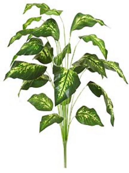 Picture of 30" DIEFFENBACHIA W/21 LVS