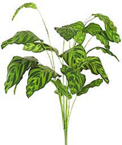 Picture of 30" PEACOCK PLANT W/21 LVS