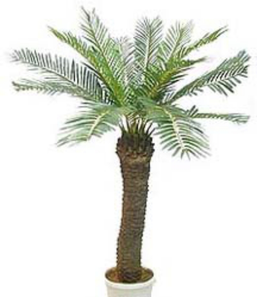 Picture of 5' CYCAS PALM X15 W/893 LVS