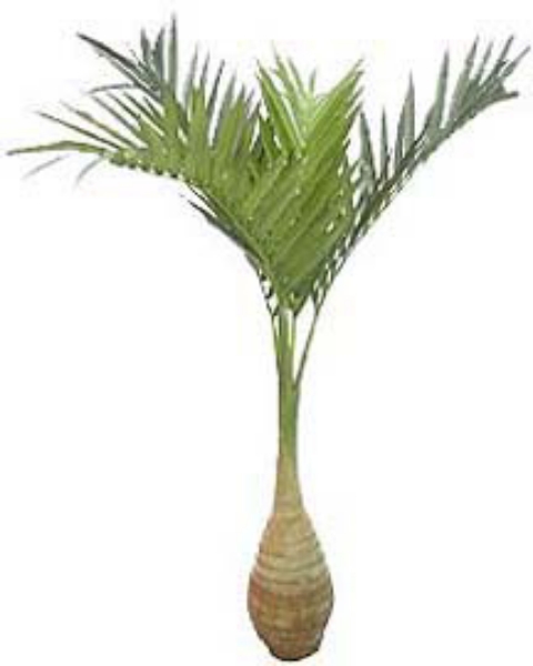 Picture of 9' BOTTLE PALM X 4 W/164LVS