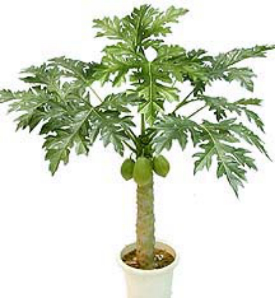 Picture of 4' PAPAYA TREE X 9 W/ 9 LVS