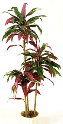 Picture of 54" CORDYLINE W/36 LVS