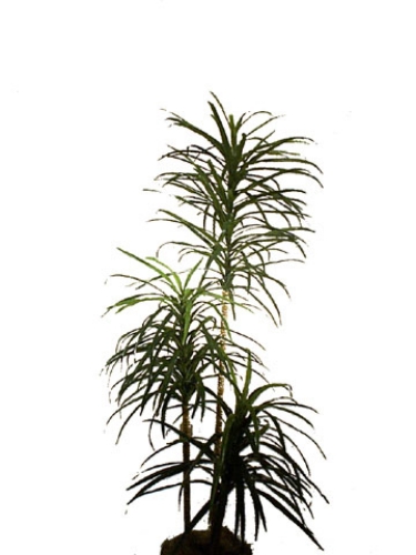 Picture of 54" YUCCA PLANT W/75 LVS