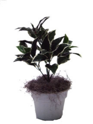 Picture of 20" HOSTA X5 /39 LVS