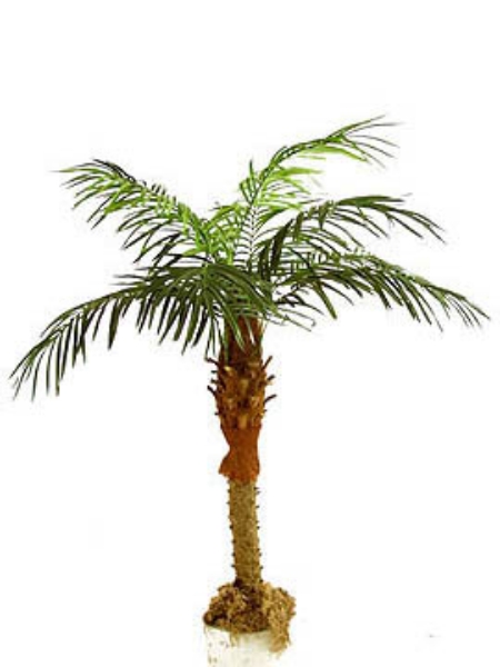 Picture of 6' PHEONIX PALM X16 /864LVS