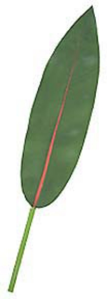 Picture of MED BIRD OF PARADISE LEAF