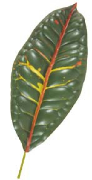 Picture of 28" CROTON LARGE LEAF