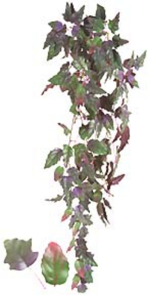 Picture of PURPLE PASSION BUSH/165 LVS