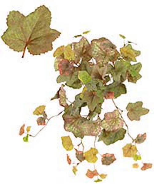 Picture of GERANIUM BUSH/80 LVS