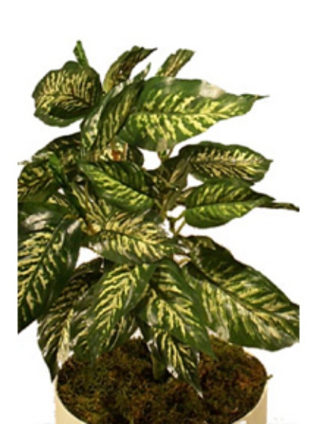 Picture of DIEFFEBACHIA 18" X5 /41 LVS