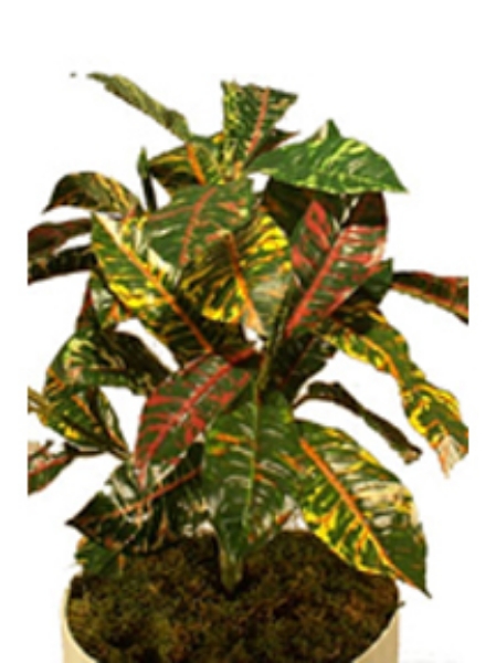 Picture of CROTON PLANT 18" X5 /41 LVS