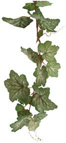 Picture of 6' GERANIUM GARLAND/110L