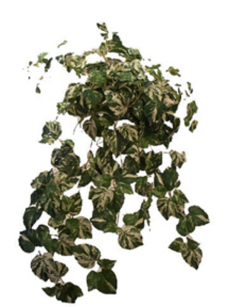 Picture of MARBLE POTHOS BUSH X15/306L