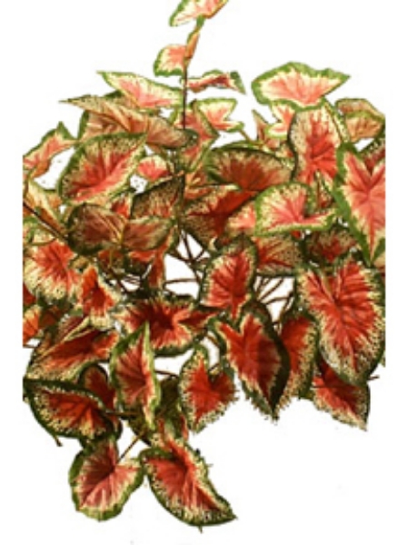 Picture of CALADIUM BUSH X 15 /122 LVS