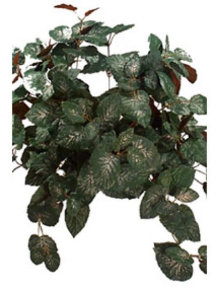 Picture of BEGONIA EXOTICA X12/302 LVS