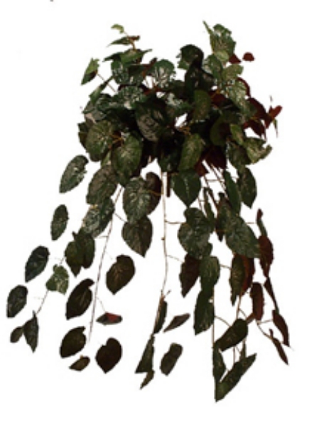 Picture of BEGONIA EXOTICA BUSH/180LVS