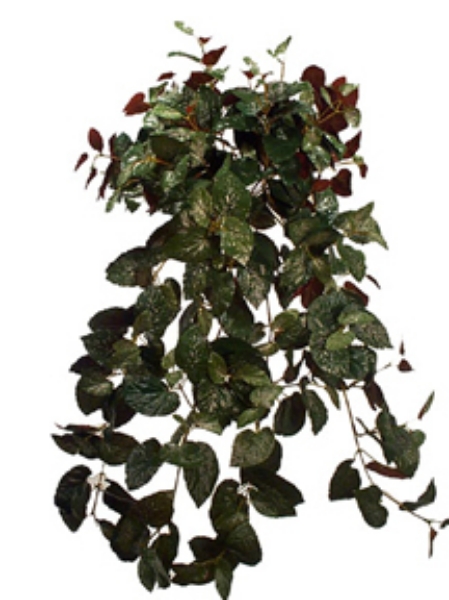 Picture of BEGONIA EXOTICA X15/390 LVS