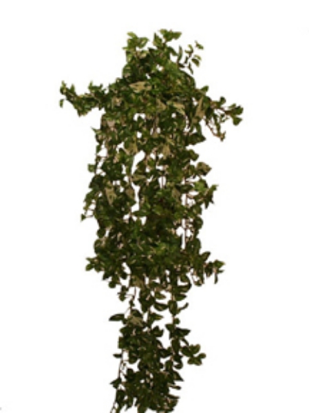 Picture of MINI POTHOSHANGING VINEBUSH