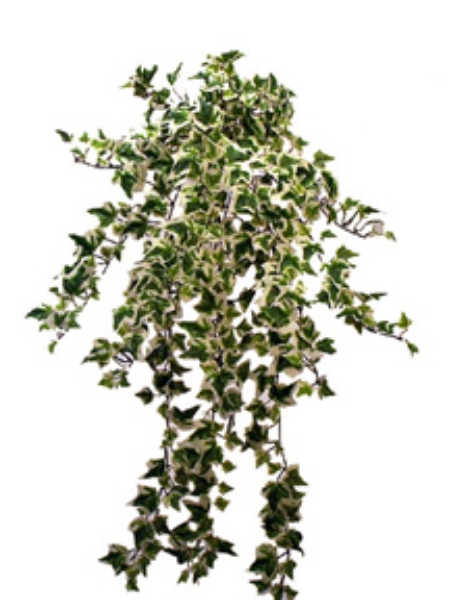 Picture of MINI ENG.IVY VINE BUSH X18