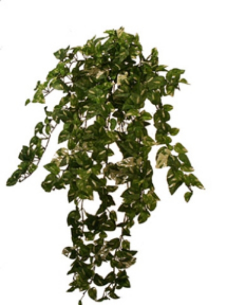 Picture of MINI POTHOS VINE BUSH