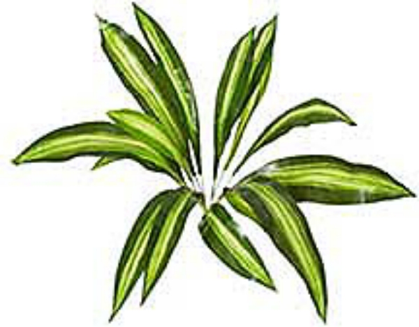 Picture of 22" DRACAENA MASSANGEANA/15