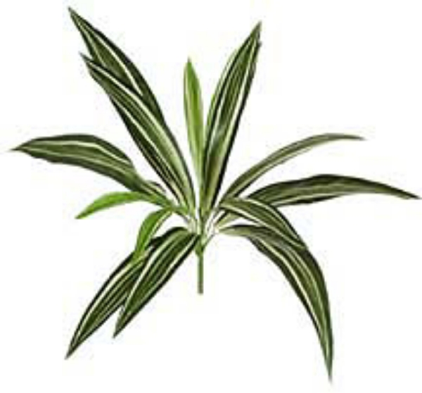 Picture of 26" DRACAENA WARNECK /15LVS