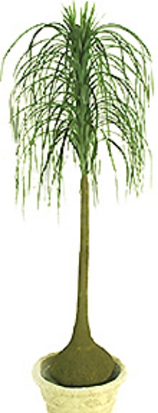 Picture of 8' NOLINA PLANT W/168 LVS