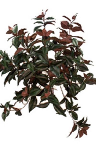 Picture of 21"WANDERING JEW X19 363LVS