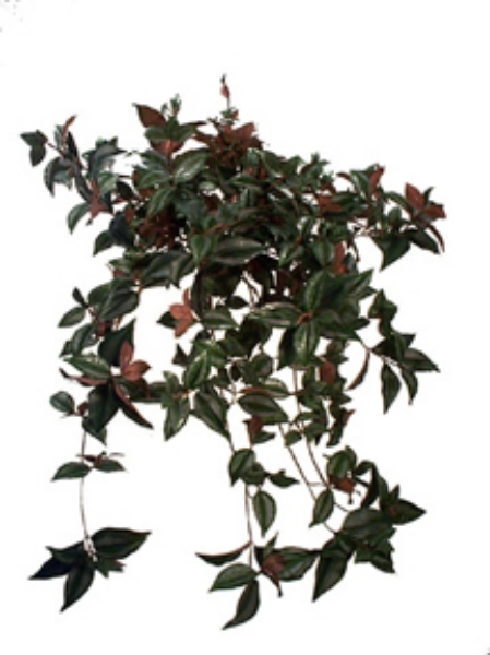 Picture of 36"WANDERING JEW X24 643LVS