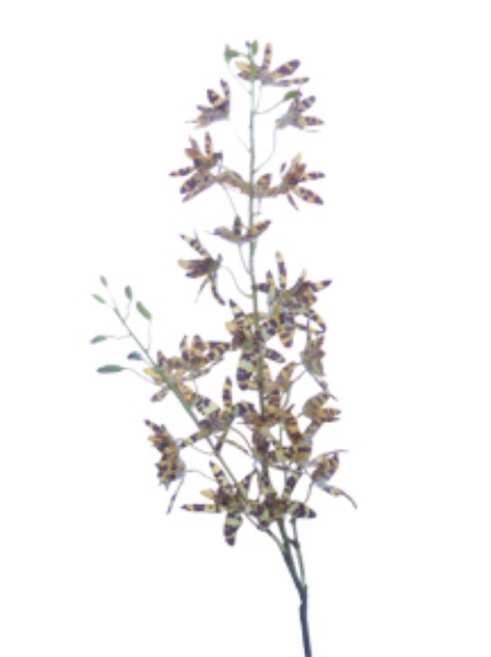 Picture of 36" ANSELLIA ORCHID SPRAY