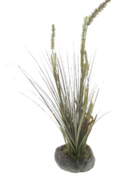 Picture of POTTED FOXTAIL