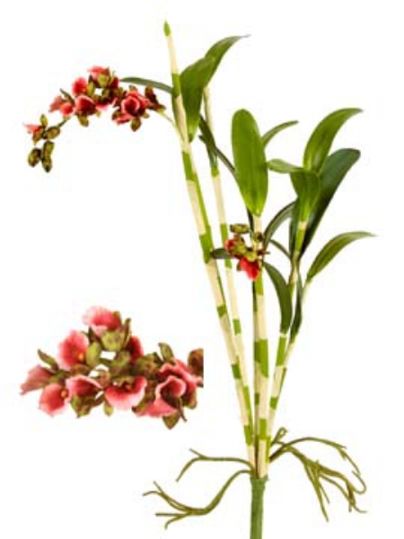 Picture of DENDROBIUM PLANT X 7