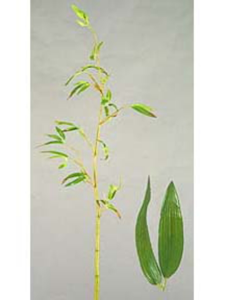 Picture of 48" BAMBOO SPRAY