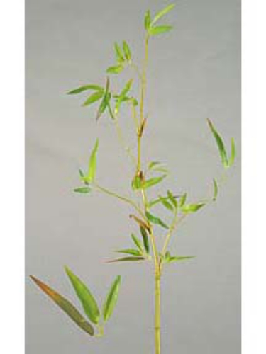 Picture of BAMBOO SPRAY